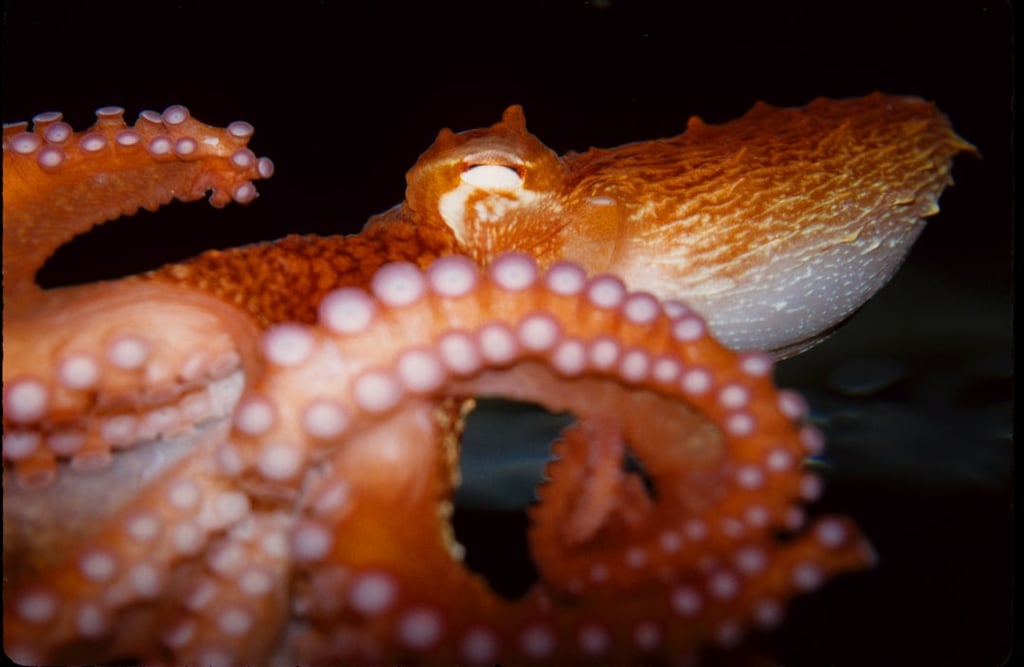 Octopus Energy Spins Off AI Platform Kraken